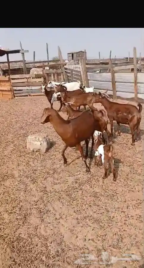 معزاء دهم والادودفيع من مراحي حلال نظيف 1