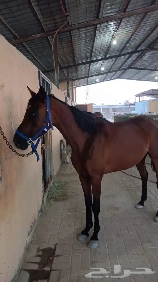 فرس للبيع جزيريه 1
