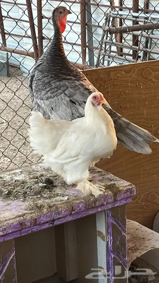 براهما ابيض صافي 2