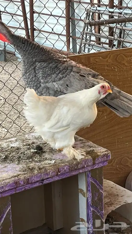 براهما ابيض صافي 1