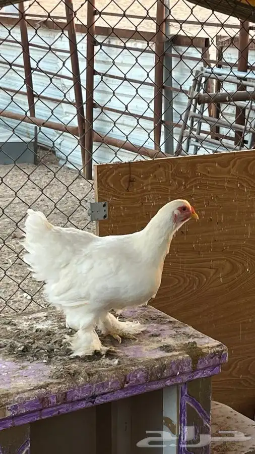 براهما ابيض صافي 0