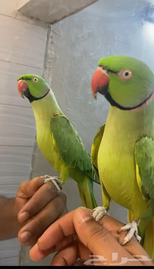 ببغاء دره اليف ومتكلم 1