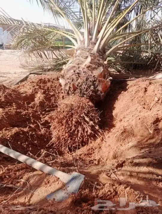 نخلة هلالية للبيع 0