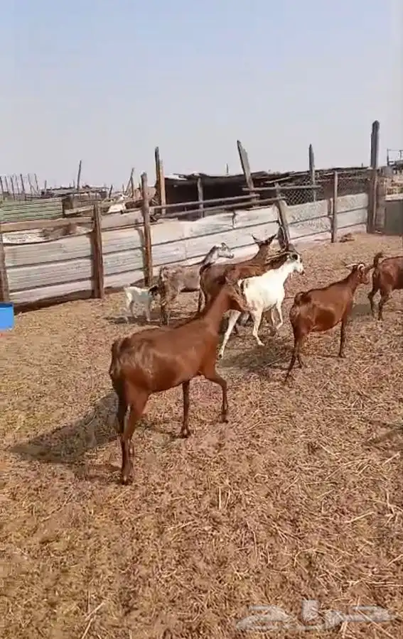 معزاء دهم والادودفيع من مراحي حلال نظيف 6