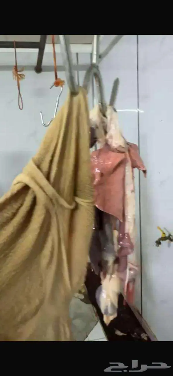 خرفان حري و سواكني ثلاجه - طبخ مندي كابلي 850 الى 1300 2
