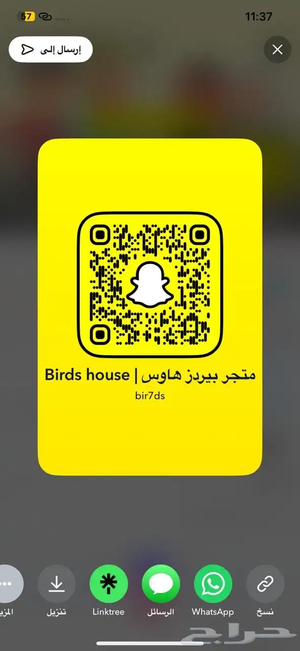 (مباع) زوج روز رد فيس منتج مع الفرخ 6