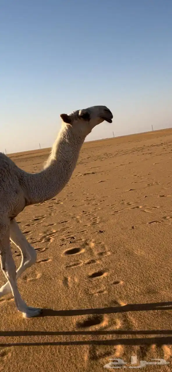 بكره رمانيه للبيع 1