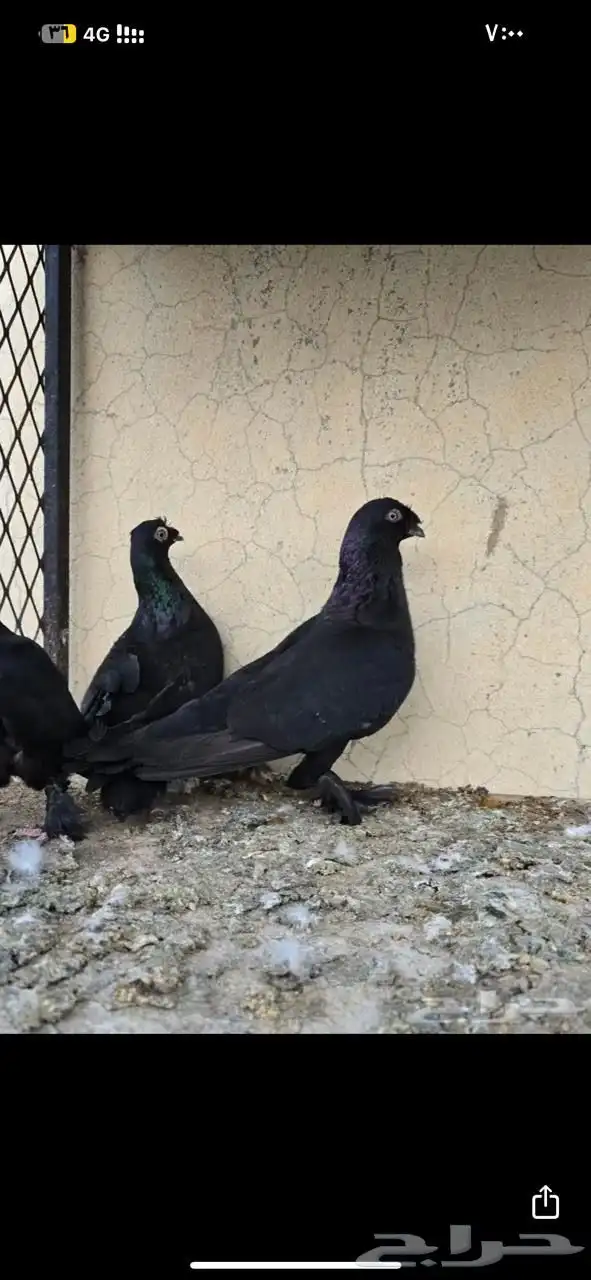 البيع حمام تركي 1