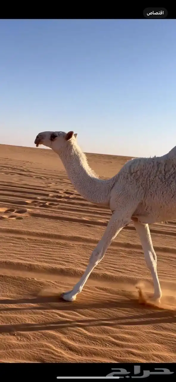 بكره رمانيه للبيع 2