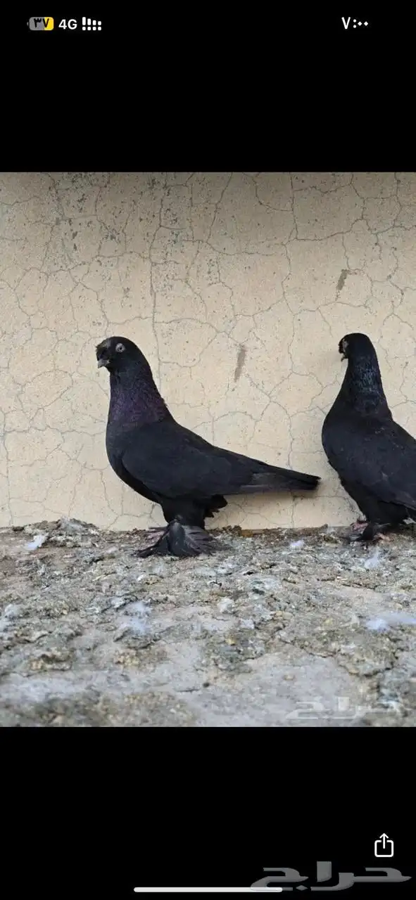 البيع حمام تركي 0