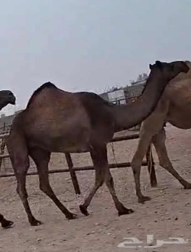 السلام عليكم لحقه البكر الجذعه له بلقاح 9شهور 0