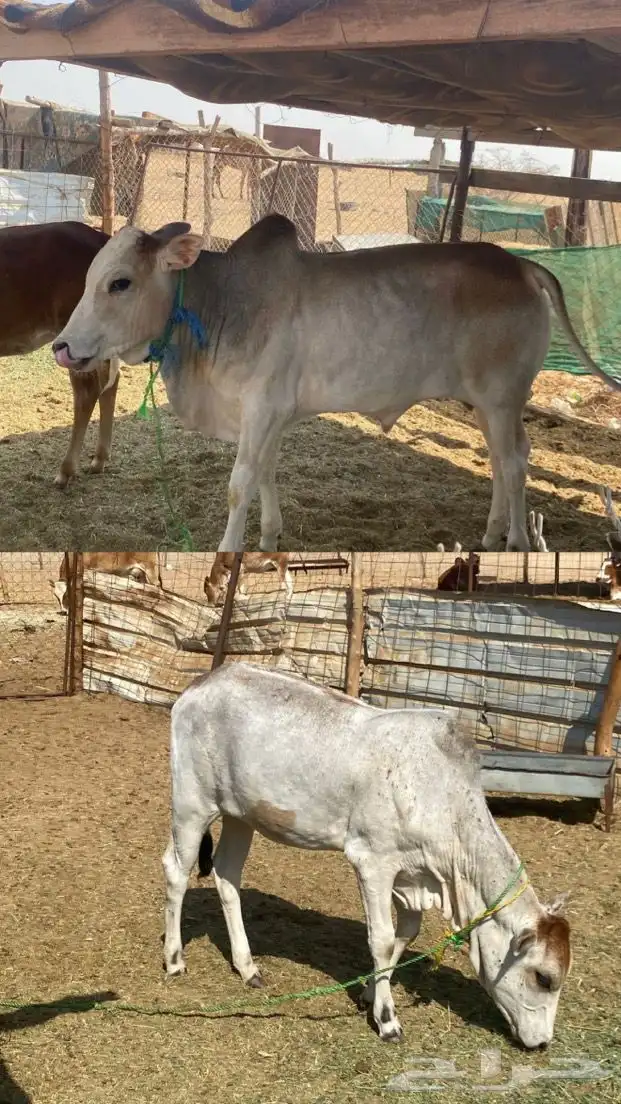 حسيل  حسيله للبيع 0