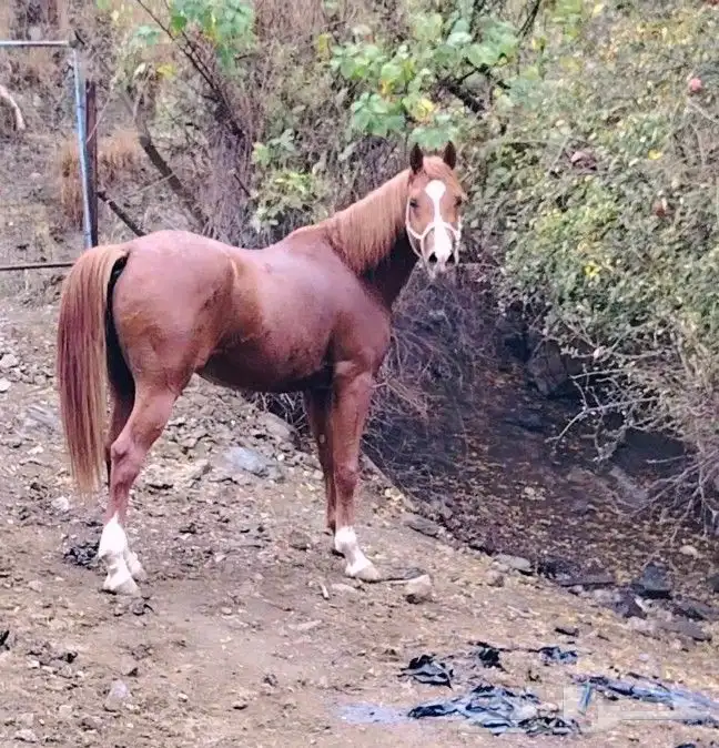 حصان جزيري حصان للبيع 0