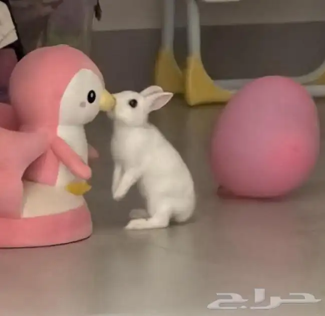 ارانب منزلية 2