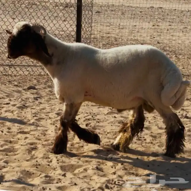 خروف فحل جذع صنف 1