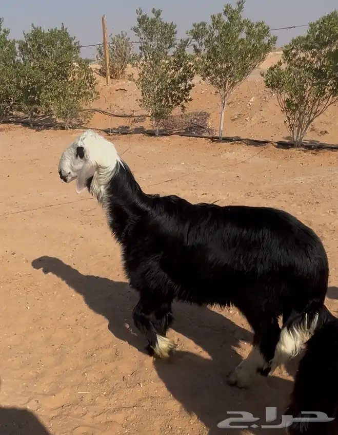 رخال العدد 4 0