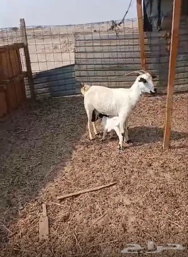 معزاء دهم والادودفيع من مراحي حلال نظيف 3