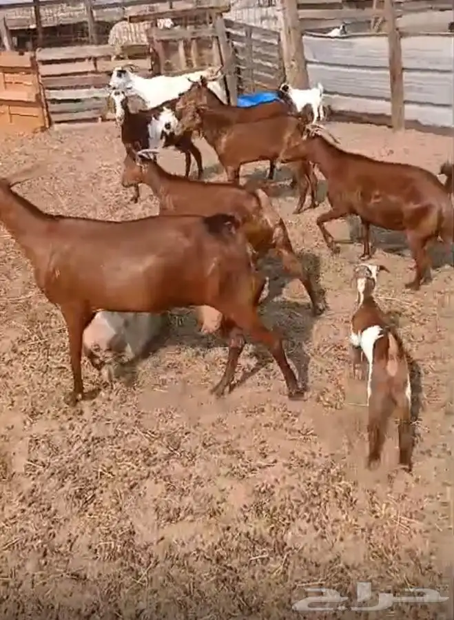 معزاء دهم والادودفيع من مراحي حلال نظيف 0