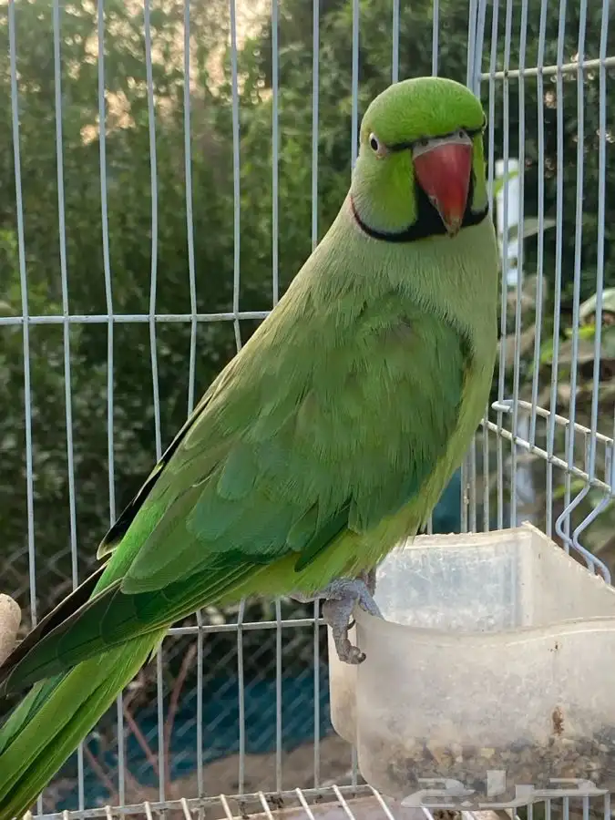 ببغاء دره اليف ومتكلم 4