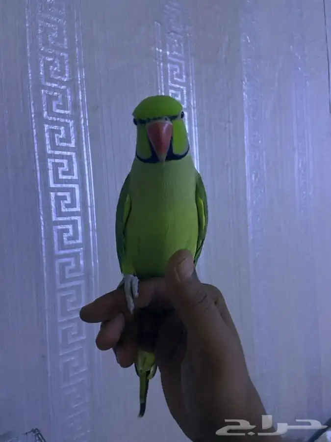 ببغاء دره اليف ومتكلم 3