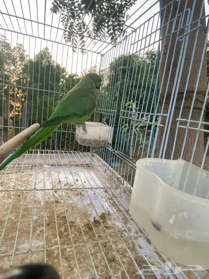 ببغاء دره اليف ومتكلم 6