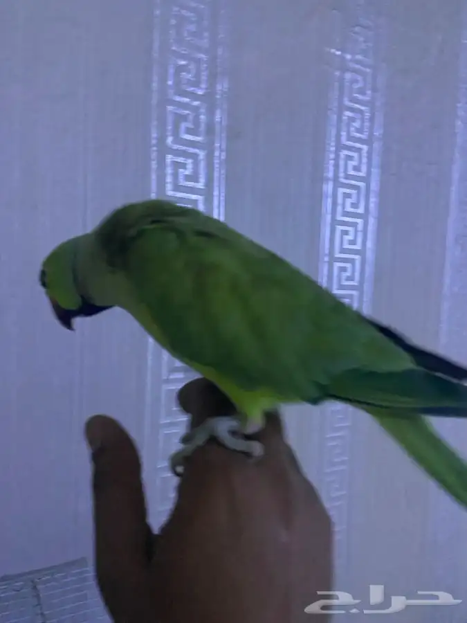 ببغاء دره اليف ومتكلم 2