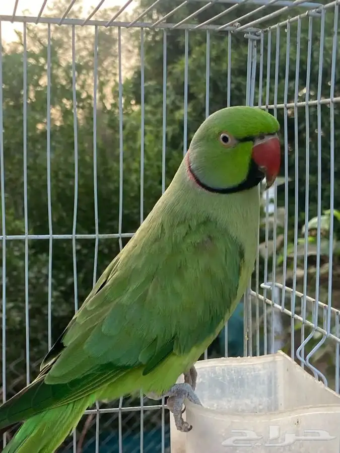 ببغاء دره اليف ومتكلم 5