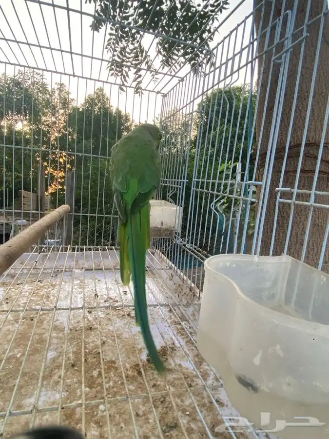 ببغاء دره اليف ومتكلم 7