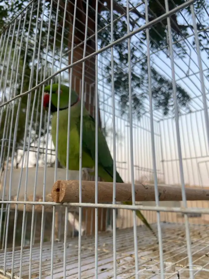 ببغاء دره اليف ومتكلم 9