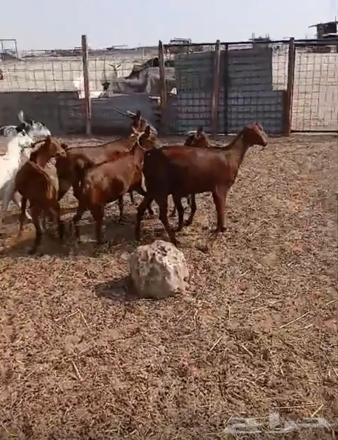 معزاء دهم والادودفيع من مراحي حلال نظيف 5