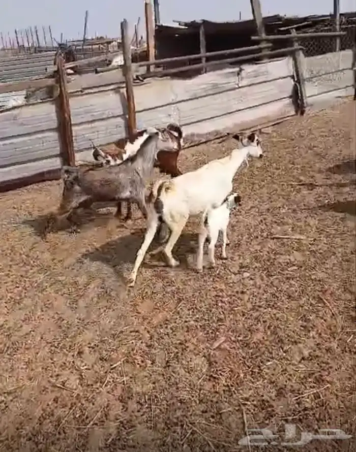 معزاء دهم والادودفيع من مراحي حلال نظيف 4