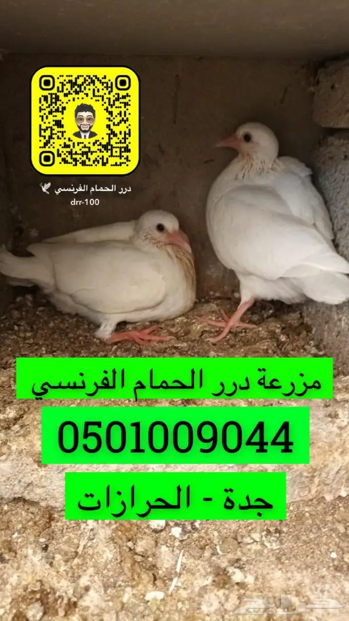 مزرعة زغاليل حمام فرنسي شحم ماشاء الله 0