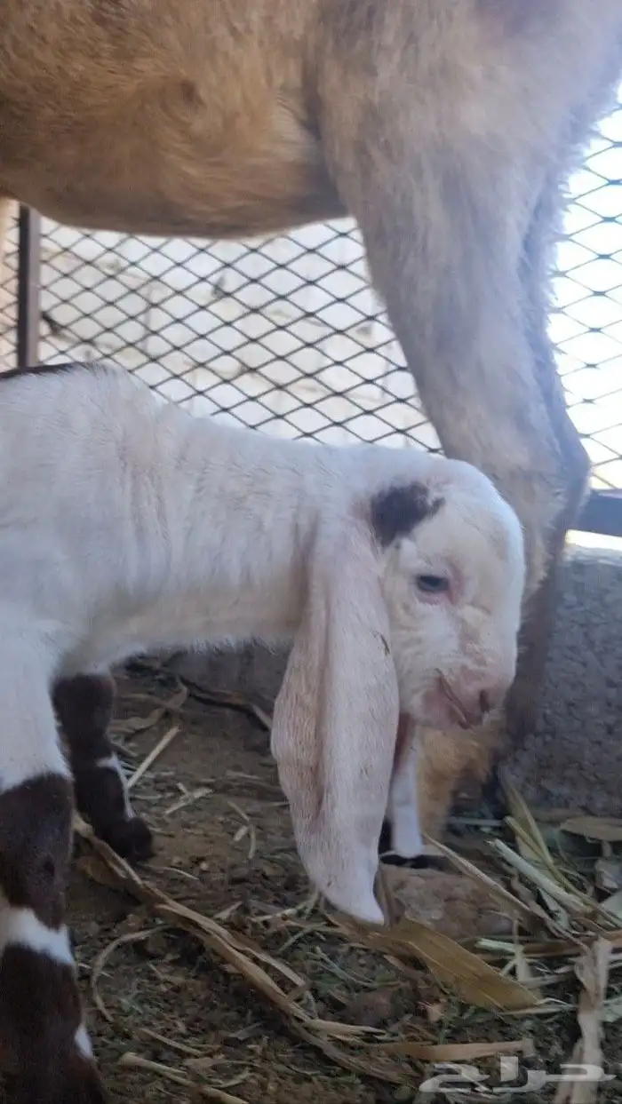 عرض بيع ماعز هولندي 3