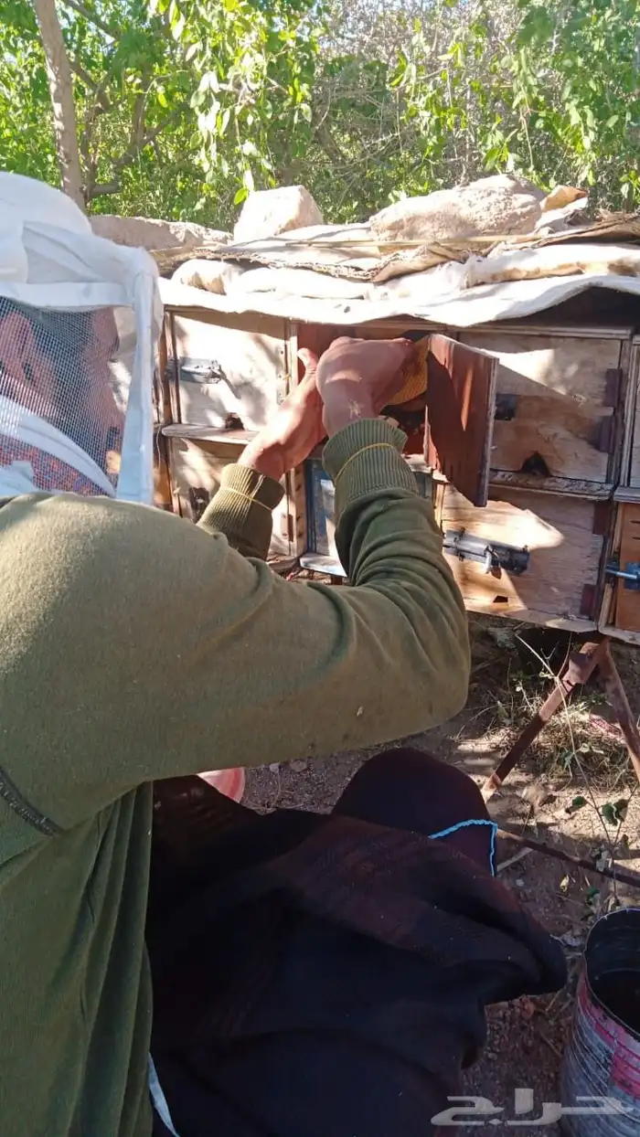 عسل يمني سدر اصلي رقم واحد طازج مشروووط 4