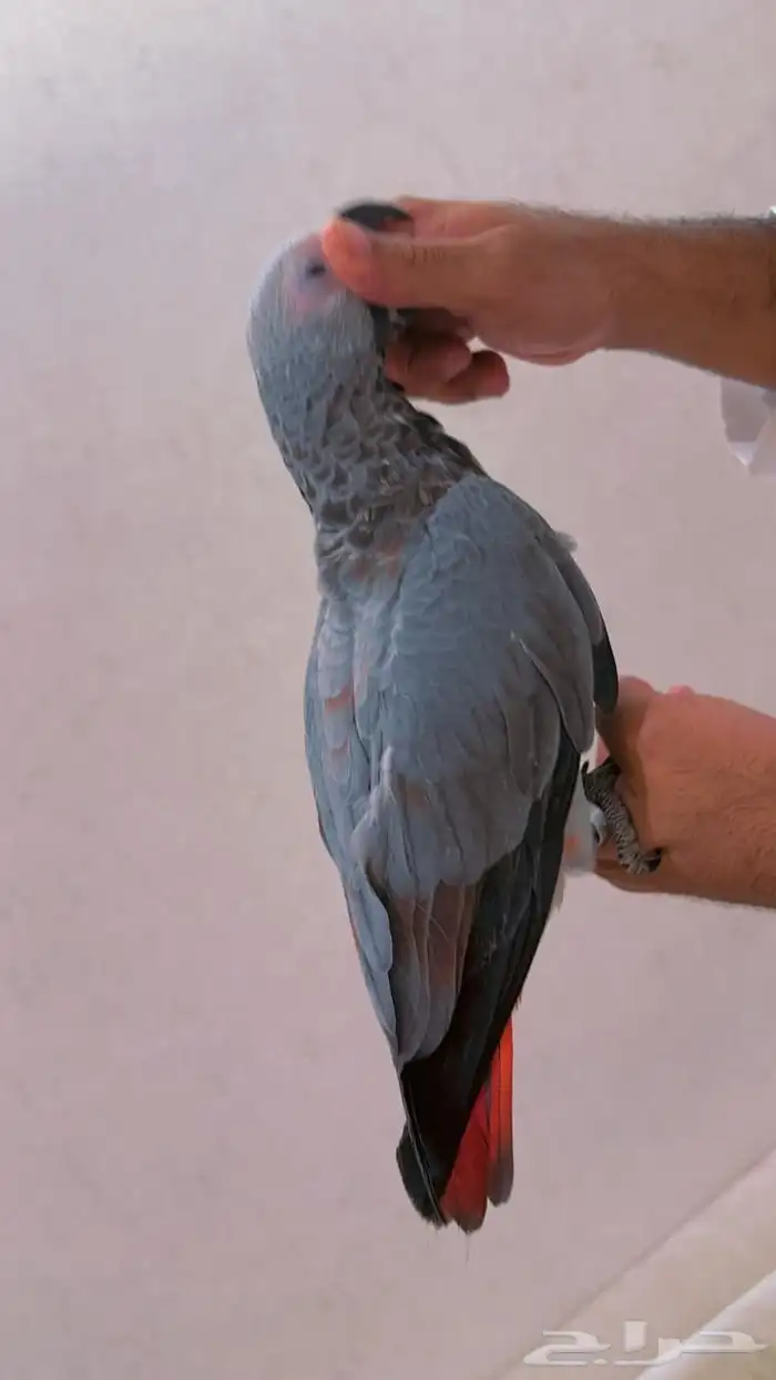 فرخ كاسكو طفره مره قويه((تم البيع)) 4