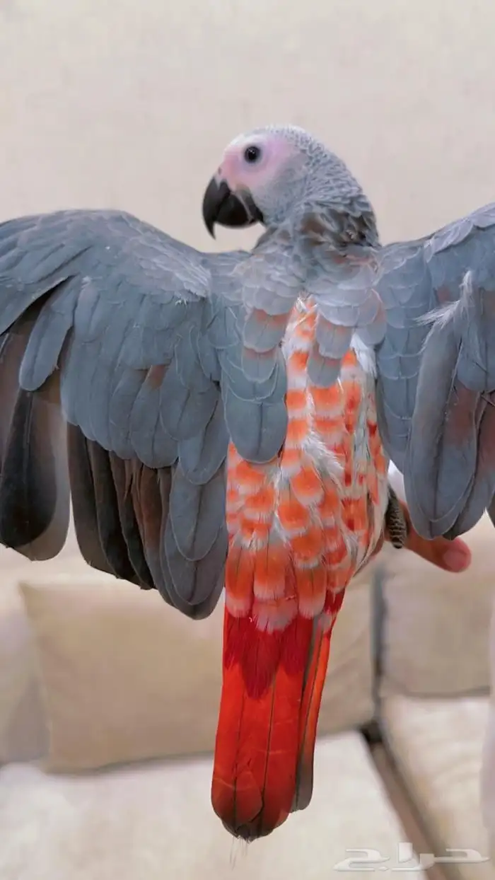 فرخ كاسكو طفره مره قويه((تم البيع)) 5