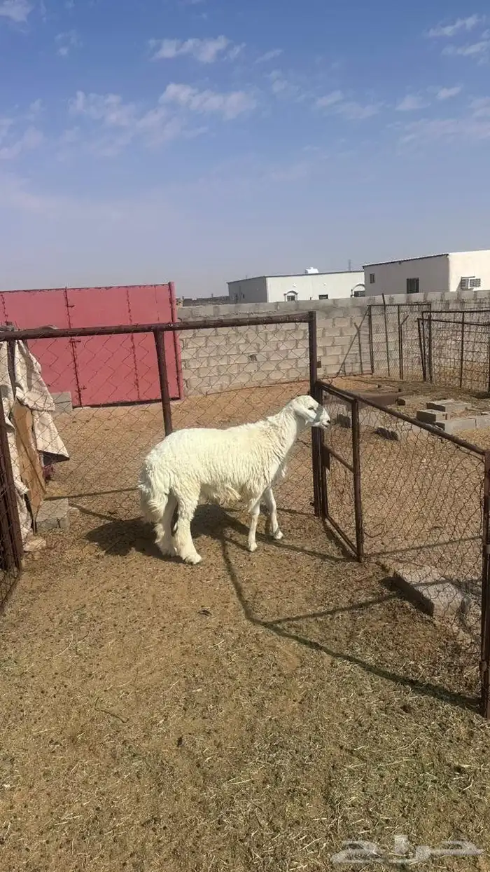 جذع حري للبيع 4