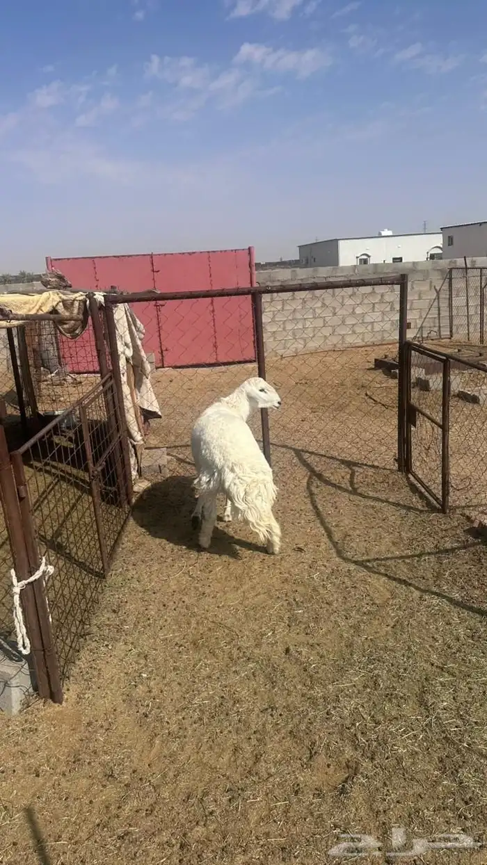 جذع حري للبيع 2