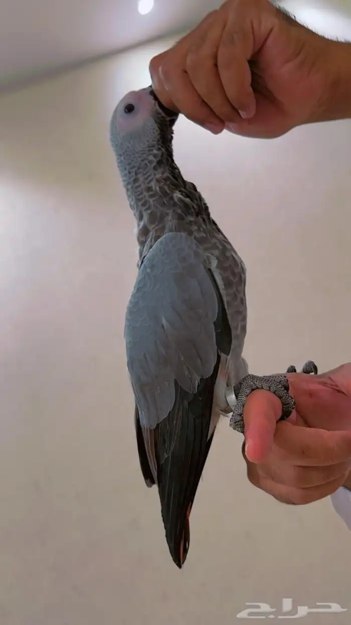 فرخ كاسكو طفره مره قويه((تم البيع)) 1