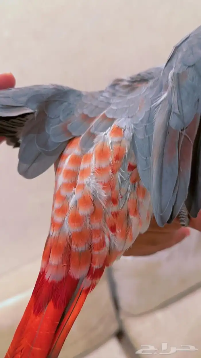 فرخ كاسكو طفره مره قويه((تم البيع)) 6