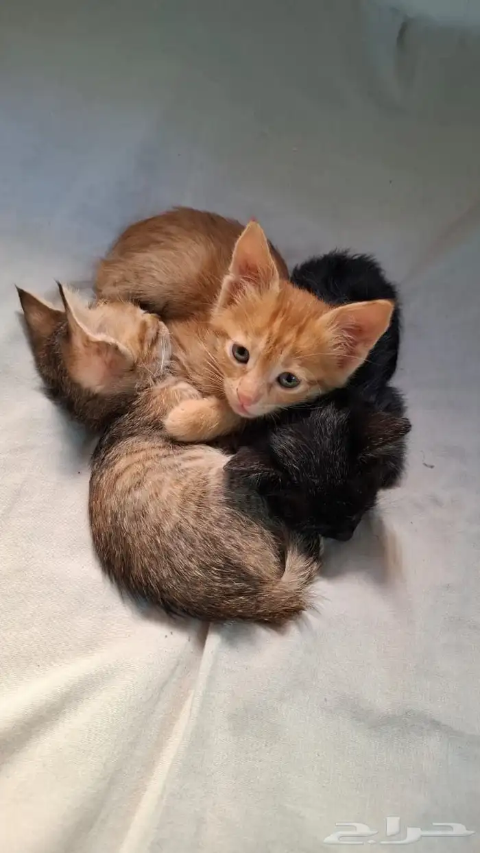 قطط للتبني شرورة 0