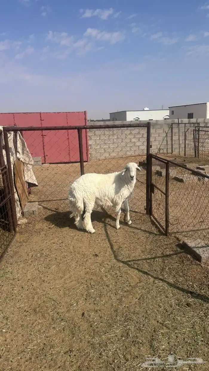 جذع حري للبيع 9