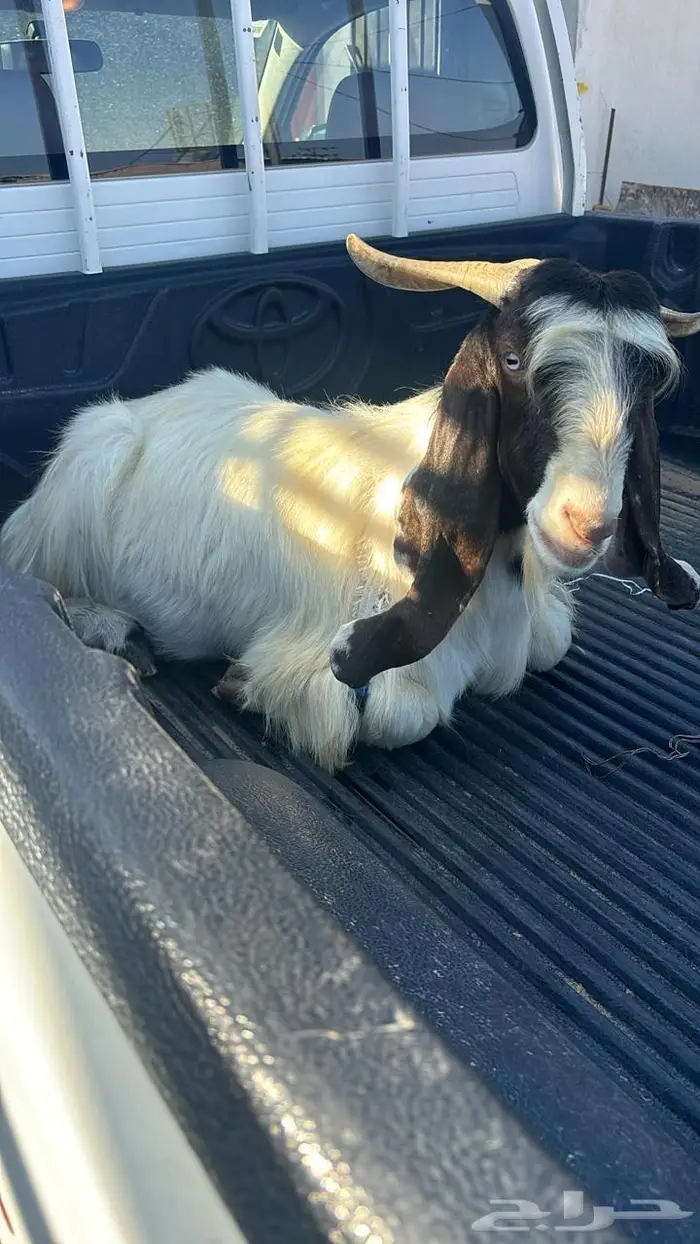 تيس هجين عارضي مع بورقت 0