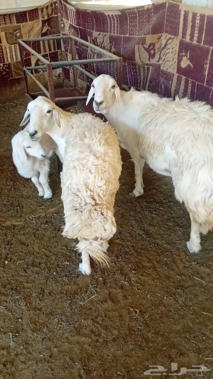 شياه متابيع 1