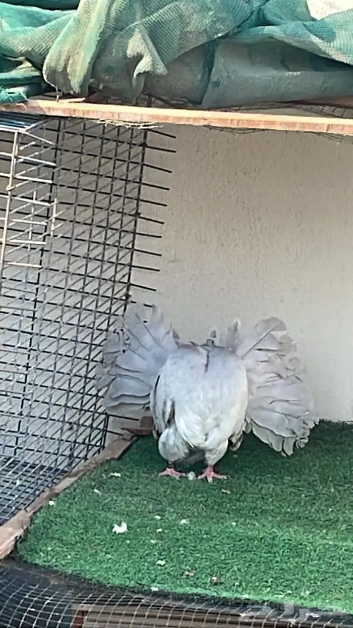 زوج فانتيل 1