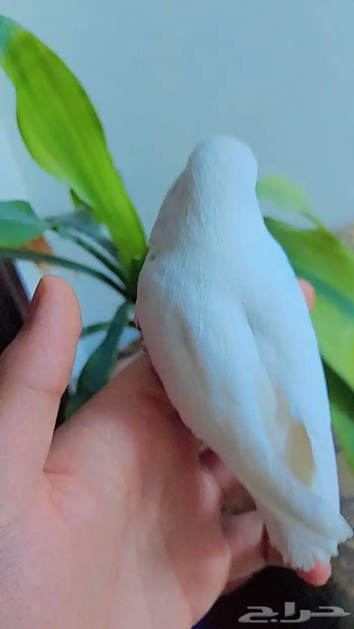 روز فروخ روز هدد نشبه 3