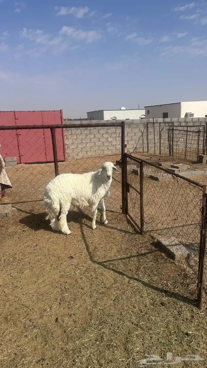 جذع حري للبيع 8