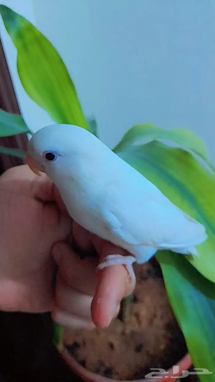 روز فروخ روز هدد نشبه 7