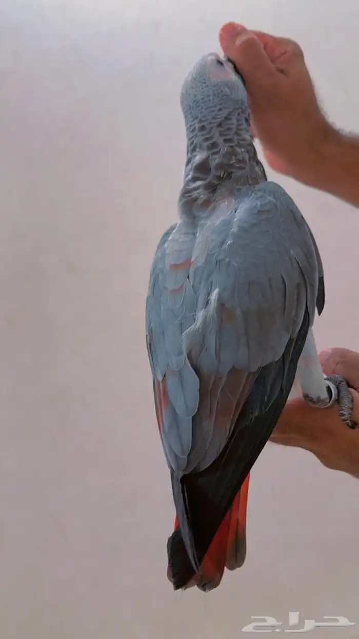 فرخ كاسكو طفره مره قويه((تم البيع)) 2