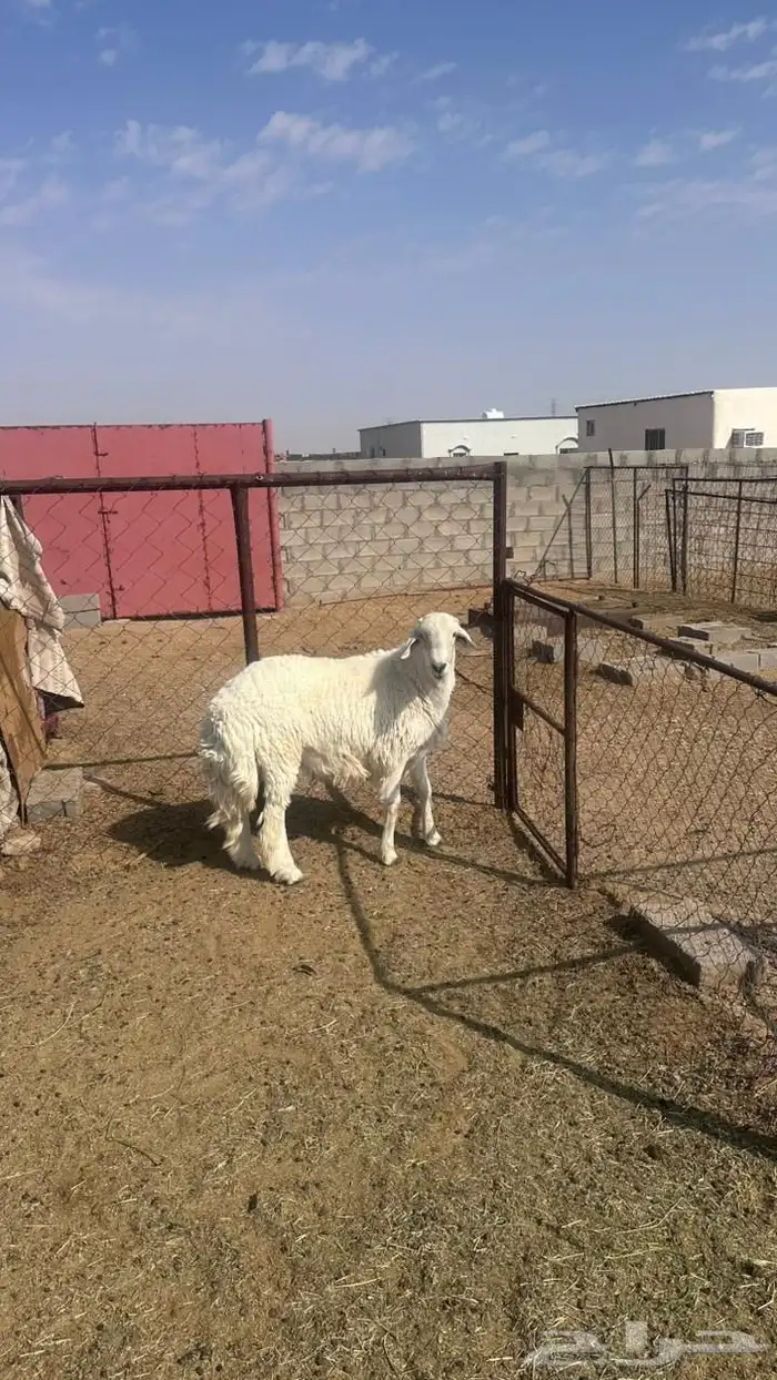 جذع حري للبيع 6